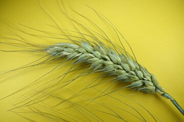 Zielone kłosy pszenicy na żółtym tle © tomo81