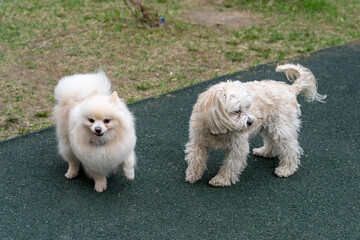 Two adorable canine companion enjoying a moment together outdoors on a sunny day