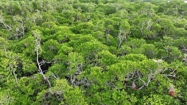 An extensive mangrove forest on a small island near Adonara is home to a vast Sunda flying fox colony, Acerodon mackloti. This tropical region in the Lesser Sunda Islands harbors high biodiversity.