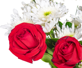 rosa, flor, rojo, amor, aislada, valentín, ramo, naturaleza, blanco, romance, beldad, regalo, hermoso