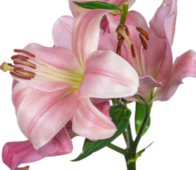 flor de lirio, flor, rosa, naturaleza, fábrica, azucena, primavera, florecer, beldad, ramo, floral, aislada, hojas, hermoso