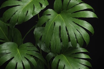 Obraz premium Dark Luxe Palm Composition 