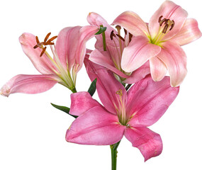 Fototapeta premium flor de lirio, flor, rosa, naturaleza, fábrica, azucena, primavera, florecer, beldad, ramo, floral, aislada, hojas, hermoso