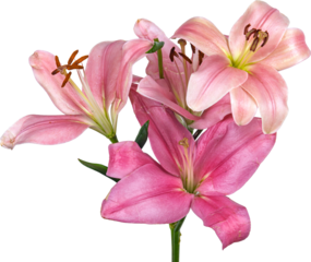 flor de lirio, flor, rosa, naturaleza, fábrica, azucena, primavera, florecer, beldad, ramo, floral, aislada, hojas, hermoso