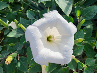 A lone Datura medea white Datura flower against a background of green leaves.