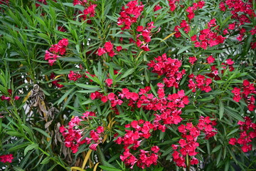 Oleandri in fiore