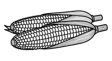 Two ears of corn with husk in black and white illustration style