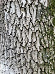 The background of the gray bark of an old tree.