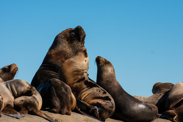 Naklejka premium South American Sea Lion , Peninsula Valdes ,Chubut,Patagonia, Argentina