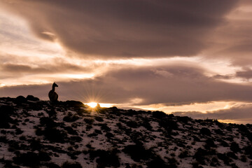 Fototapeta premium Guanacos grazing,Torres del Paine National Park, Patagonia, Chile.