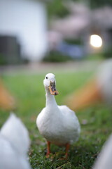 white duck in the garden