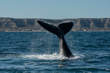 Fototapeta premium Sohutern right whale tail lobtailing, endangered species, Patagonia,Argentina