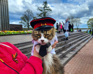 On the holiday of May 9th, a cute gray cat in a military cap sits in the arms of the hostess