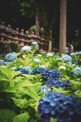 月照寺の紫陽花（あじさい）