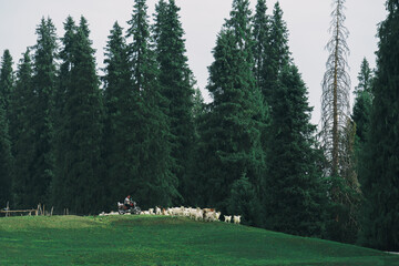 Peaceful Moments of a Shepherd in the Mountains