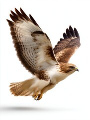 Fototapeta premium A majestic hawk soars through the air, showcasing its expansive wingspan against a clean white background, This image can be utilized for nature articles, wildlife conservation campaigns