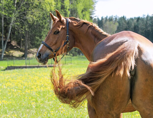 portrait of beautiful chestnut  sportive mare against green grass field