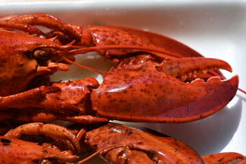 delicious lobster on the background