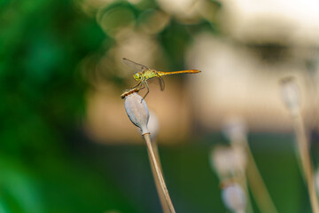 Macro photo of a green dragonfly resting on a poppy seed capsule with a blurred background. Ideal for insect, summer, and garden-themed visuals.