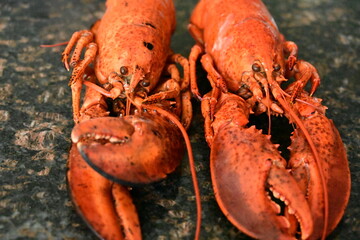 delicious lobster on the background