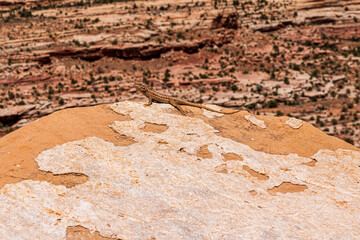 Lizard on a sandstone rock at Canyonlands National Park.