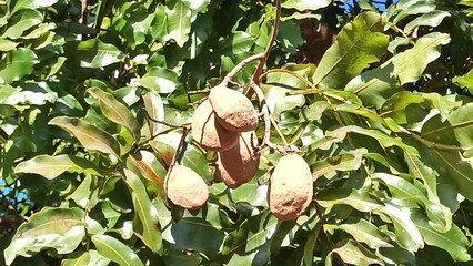 Baru is a fruit from the Cerrado, Dipetix alata, used in landscaping in Brasília, Eixo Munumental