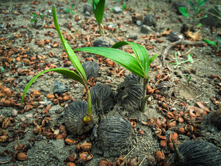 Coconut palms sprouting from husks