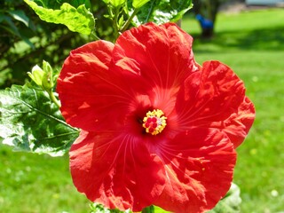 red hibiscus flower