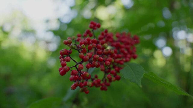 Closeup of wild red elderberry (Sambucus racemosa) growing in a summer forest. Vibrant berries used for herbal tinctures. Beauty in nature.