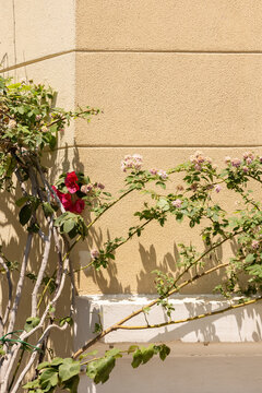 Corner of a residential street in Athens, Greece, with blooming flowers. 
