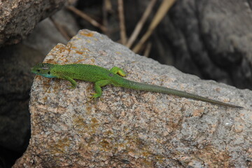 green lizard on a rock