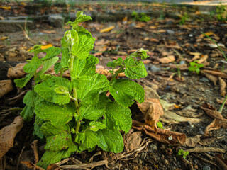 Green plant growing amongst dry leaves