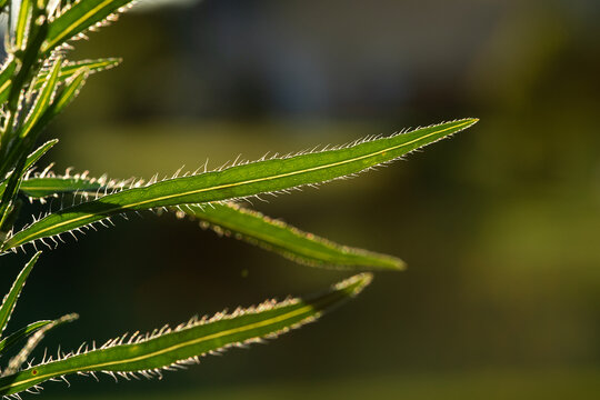 Fototapeta Close up of a fern leaf