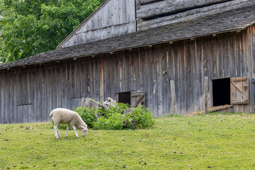 A serene scene at Black Creek Pioneer Village featuring a grazing sheep beside a rustic barn.