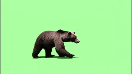3D realistic Bears slow walk loop side view Rendering on the Green Screen, 4k Brown bear walks on chroma key. Bears are carnivorous mammals of the family Ursidae. They are classified as caniforms