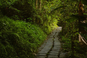 Obraz premium Empty pathway sin the jungle surrouned by lush greenery outdoor at daytime during the Campuhan Ridge Walk near Ubud in Bali, Indonesia with space for text.