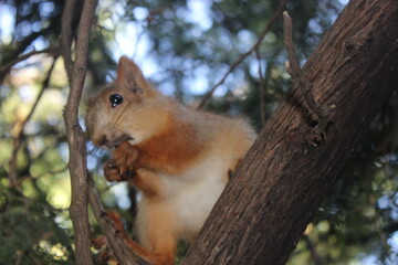 squirrel on a tree