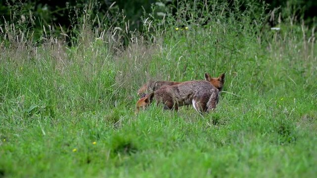 Fox vixen cubs spring watch summer mammals England wildlife conservation