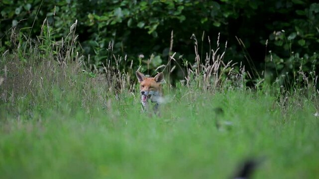 Fox vixen cubs spring watch summer mammals England wildlife conservation