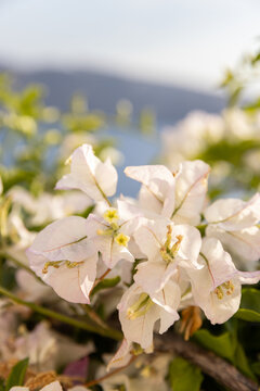 White bougainvillea in Greece on a sunny day with ocean and mountains in the background. 