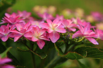 Hydrangea Macro Photography with Vivid Colors