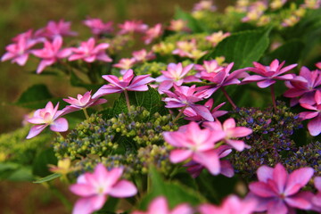Obraz premium Hydrangea Macro Photography with Vivid Colors