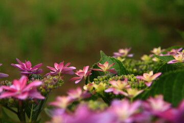 Hydrangea Macro Photography with Vivid Colors