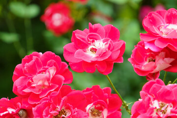 庭園に咲く薔薇の花