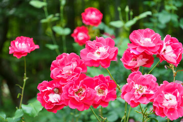 庭園に咲く薔薇の花