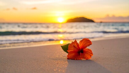ハイビスカスと海