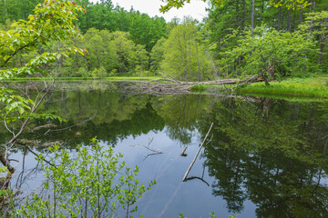 長野戸隠 みどりが池 美しい池畔の風景