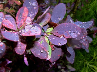 Close-up of vibrant purple leaves adorned with water droplets, showcasing the beauty of nature,...