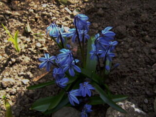 Cluster of vibrant blue flowers blooming in a garden bed, surrounded by rich brown soil and green...