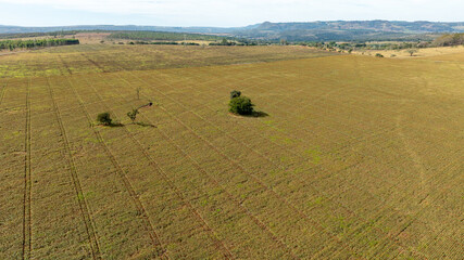 aerial view of sorghum plantation with morning sun